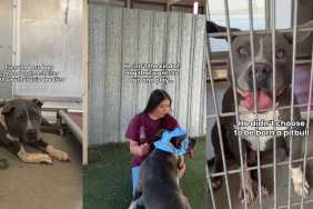 Heartbroken Shelter Dog, Victim To Age-Old Stereotype, Just Wants To Be Loved