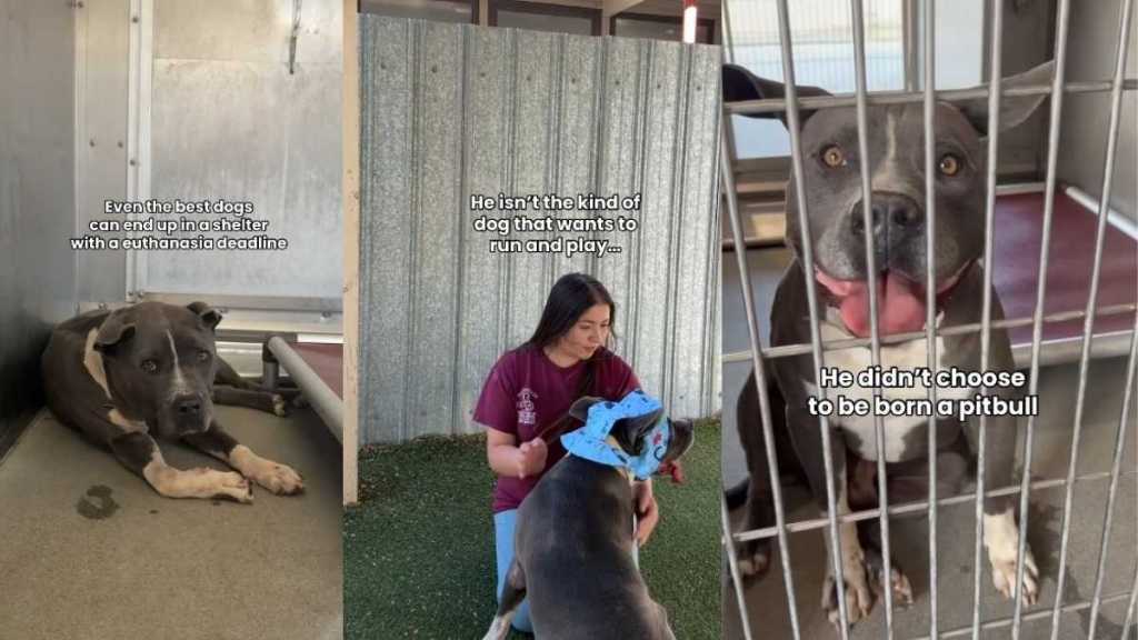Heartbroken Shelter Dog, Victim To Age-Old Stereotype, Just Wants To Be Loved
