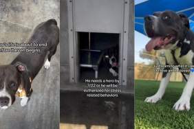 Shelter Dog Once Found Tied up Risks Never Getting a Chance to Fully Live Life