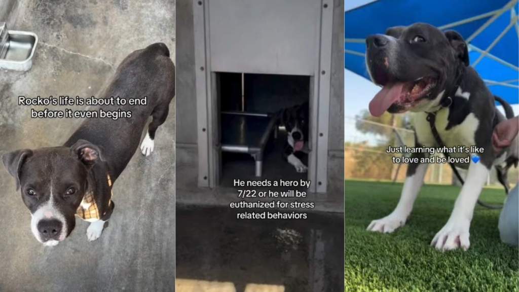 Shelter Dog Once Found Tied up Risks Never Getting a Chance to Fully Live Life