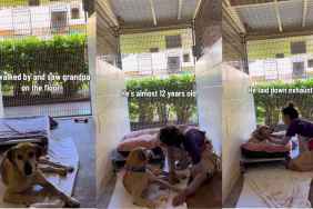 Human Finds Shelter Dog Lying on the Floor Only To Learn of His Heartbreaking Past