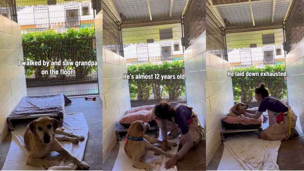 Human Finds Shelter Dog Lying on the Floor Only To Learn of His Heartbreaking Past