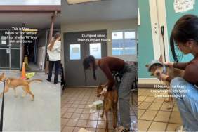 Shelter Dog Who Is Just ‘Skin & Bones’ Got His Happy Ending, but Not for Long