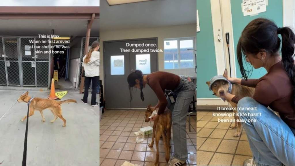 Shelter Dog Who Is Just ‘Skin & Bones’ Got His Happy Ending, but Not for Long