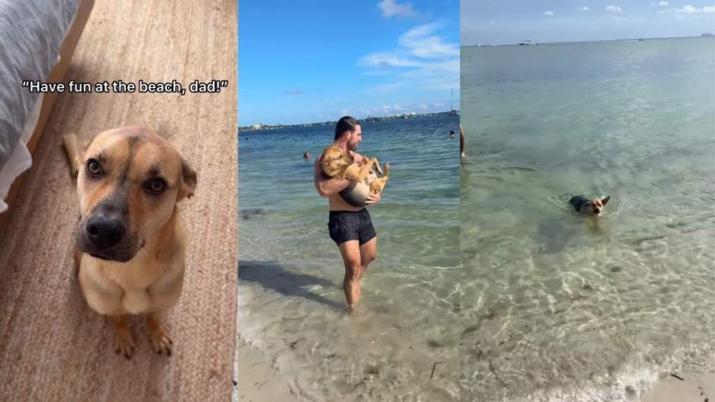 Rescue Dog Thinks Dad’s Leaving Him Behind, Then Learns He’s Going to the Beach Too