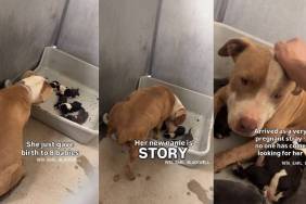 Mama Stray Dog & Her Babies’ Reality Looks Like This in the Shelter After Nobody Came for Them