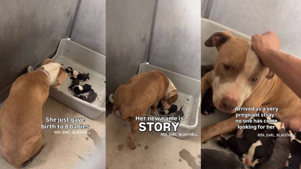 Mama Stray Dog & Her Babies’ Reality Looks Like This in the Shelter After Nobody Came for Them