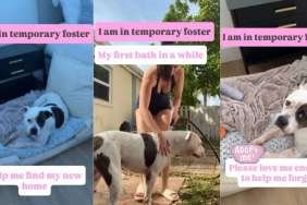 Abandoned Shelter Dog Searches for the Only Humans She Ever Knew, Unaware They Won’t Come Back