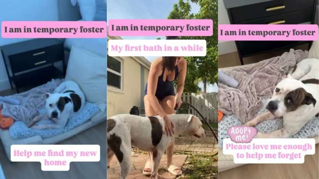 Abandoned Shelter Dog Searches for the Only Humans She Ever Knew, Unaware They Won’t Come Back