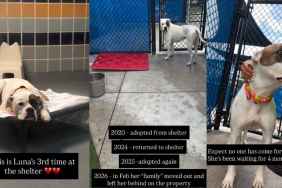 Human’s Heart Breaks for Shelter Dog Returned Again When She Thought She’d Found Her Forever