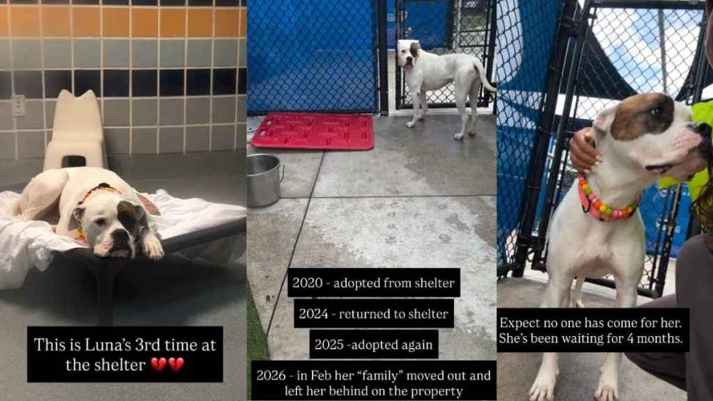 Human’s Heart Breaks for Shelter Dog Returned Again When She Thought She’d Found Her Forever