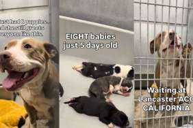After Giving Birth to Puppies in a Shelter, This Mama Dog Wants To Heal