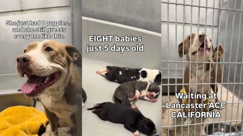 After Giving Birth to Puppies in a Shelter, This Mama Dog Wants To Heal
