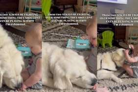 Golden Retriever & Baby Fighting Over Trash Is Peak Sibling-Coded