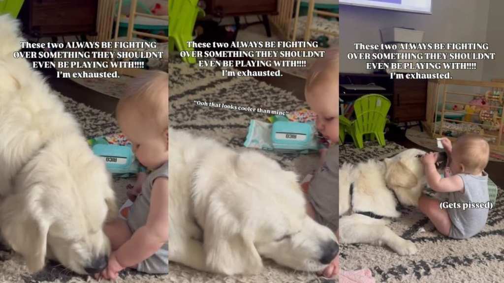 Golden Retriever & Baby Fighting Over Trash Is Peak Sibling-Coded
