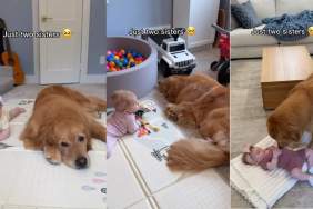 Golden Retriever Acts Like Baby’s Big Sister in the Sweetest Way Possible