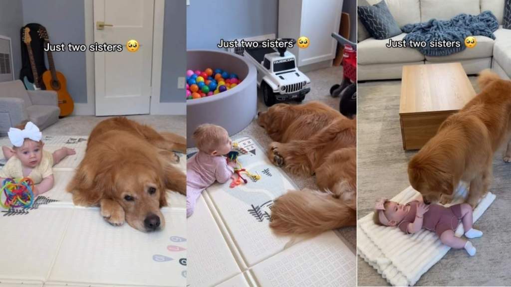 Golden Retriever Acts Like Baby’s Big Sister in the Sweetest Way Possible
