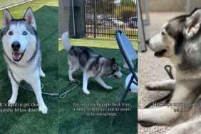 Shelter Dog Cries a Desperate Plea for Help, Hoping Someone Would See His Worth