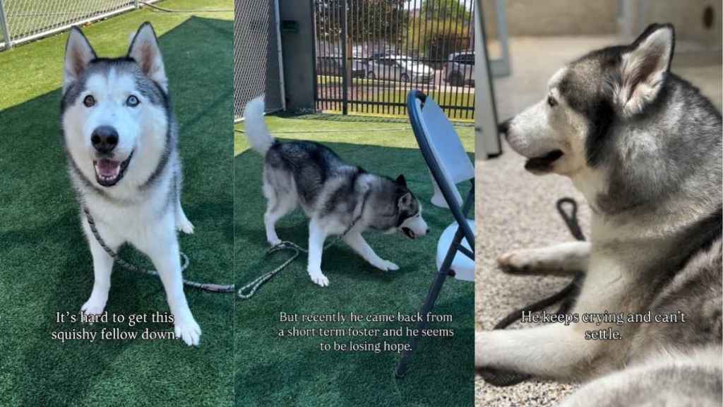 Shelter Dog Cries a Desperate Plea for Help, Hoping Someone Would See His Worth
