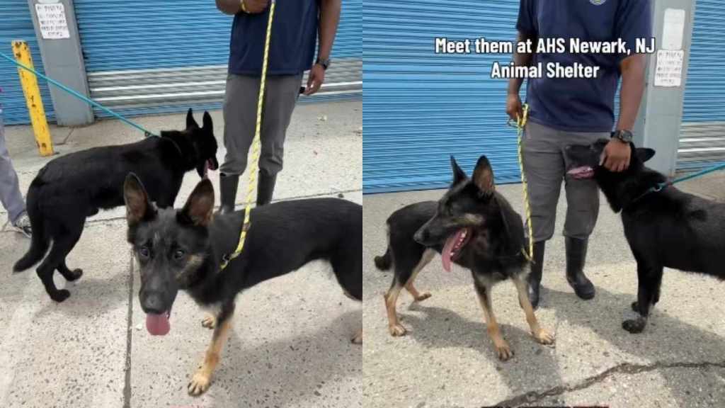 Shelter Dogs Were Once ‘Loyal Companions,’ but Are Now Stuck in the Kennel