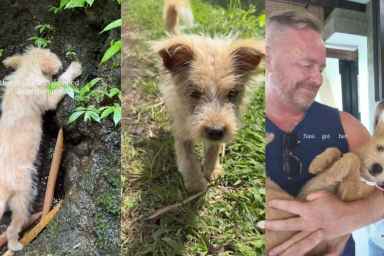 Rescue Puppy Dumped All Alone Gets Turned Away Until the Right Human Changes Everything