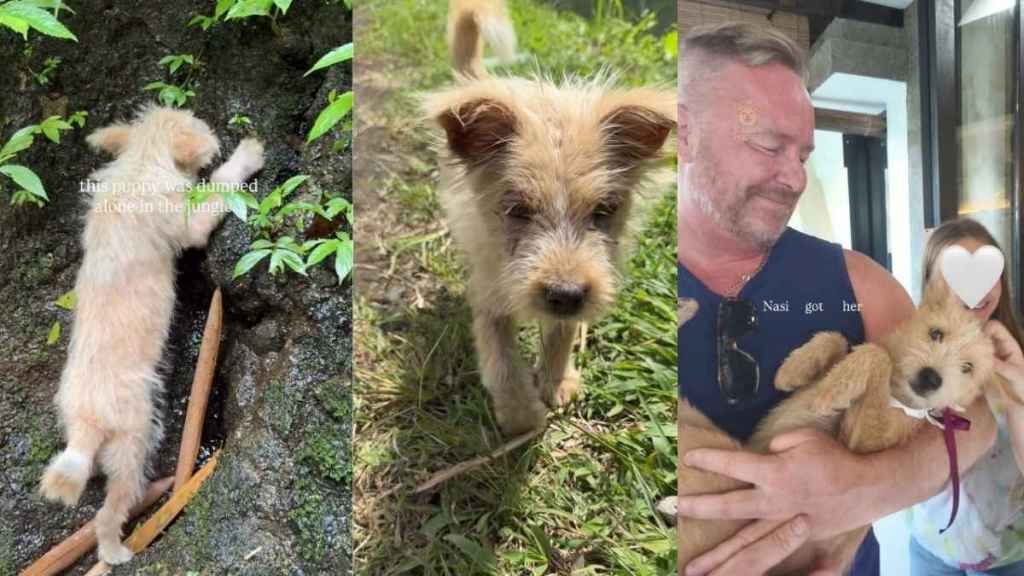 Rescue Puppy Dumped All Alone Gets Turned Away Until the Right Human Changes Everything