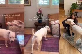 Deaf Rescue Dog Stays Awake for Hours Just To Do This for Sibling When Human Comes Home