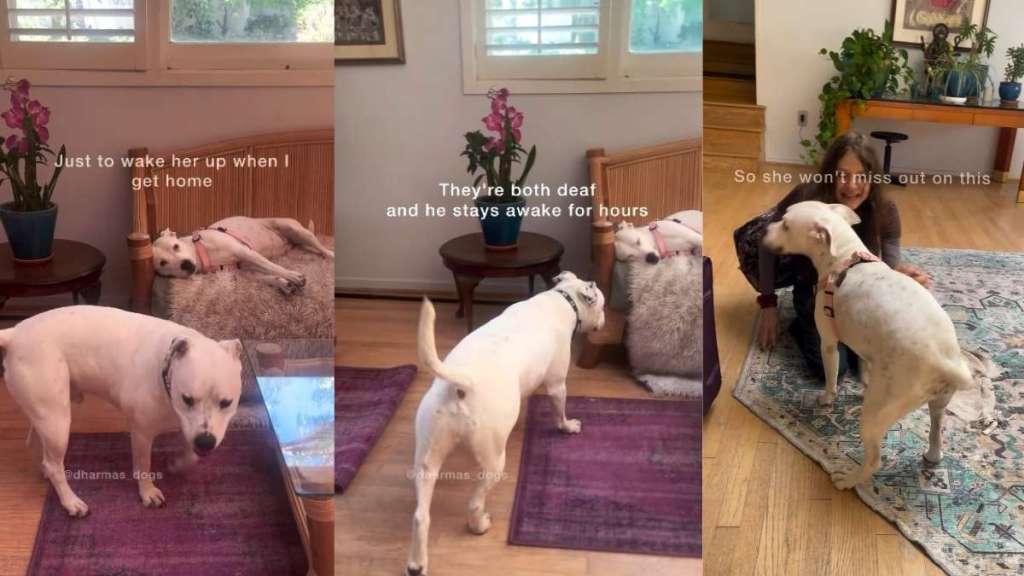 Deaf Rescue Dog Stays Awake for Hours Just To Do This for Sibling When Human Comes Home
