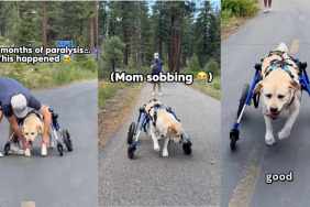 Labrador's Major Milestone After Paralysis Has Mom Crying Happy Tears