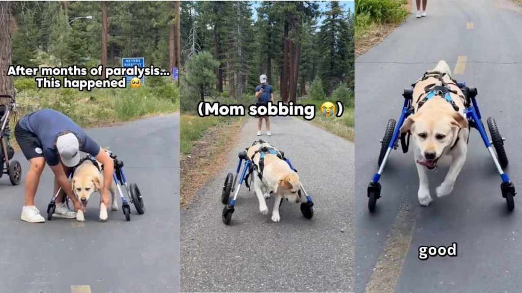 Labrador's Major Milestone After Paralysis Has Mom Crying Happy Tears