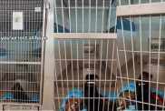 Shelter Dog Lays Quietly in Kennel, Losing All Hope of Ever Finding a Home