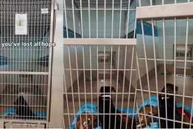 Shelter Dog Lays Quietly in Kennel, Losing All Hope of Ever Finding a Home