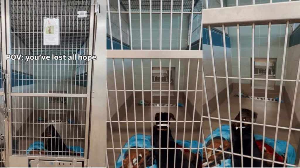 Shelter Dog Lays Quietly in Kennel, Losing All Hope of Ever Finding a Home