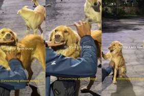 Street Dogs Wait Patiently in Line for Their Turn to Be Groomed, but Not With a Comb