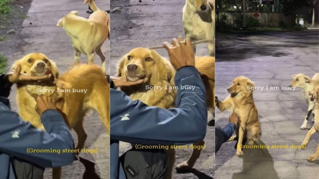 Street Dogs Wait Patiently in Line for Their Turn to Be Groomed, but Not With a Comb