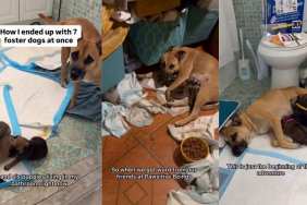 Mama Dog Thought No One's Coming for Her & Her 6 Puppies, Until One Day Everything Changed