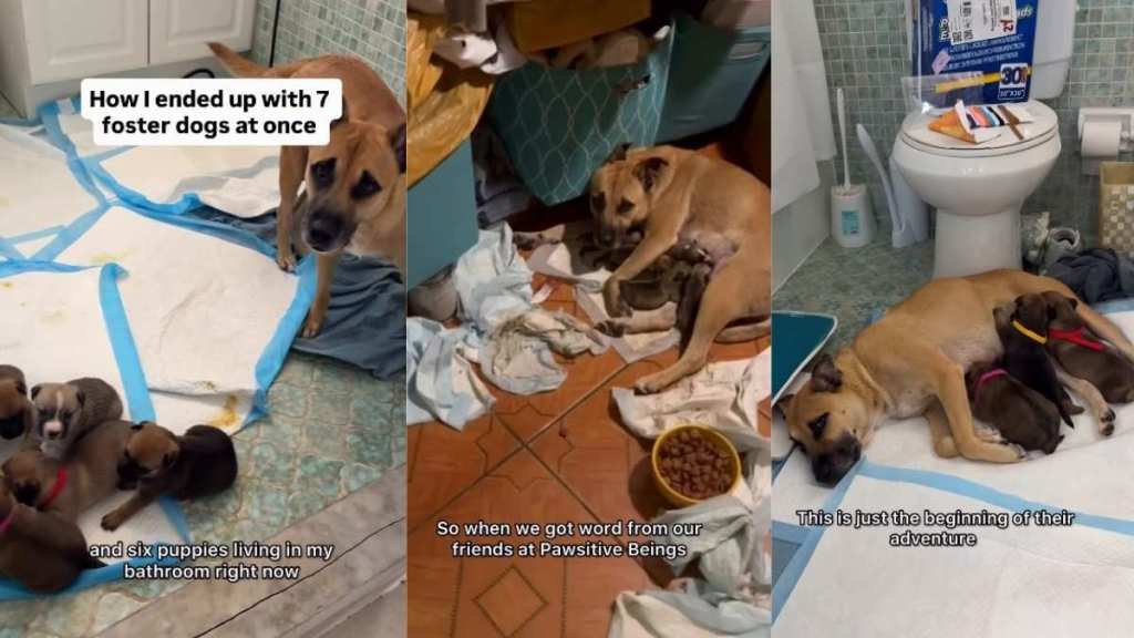 Mama Dog Thought No One's Coming for Her & Her 6 Puppies, Until One Day Everything Changed