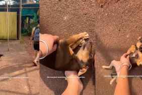 Stray Pup Just Wants Belly Rubs, & What She Does Next Proves She Loves Humans