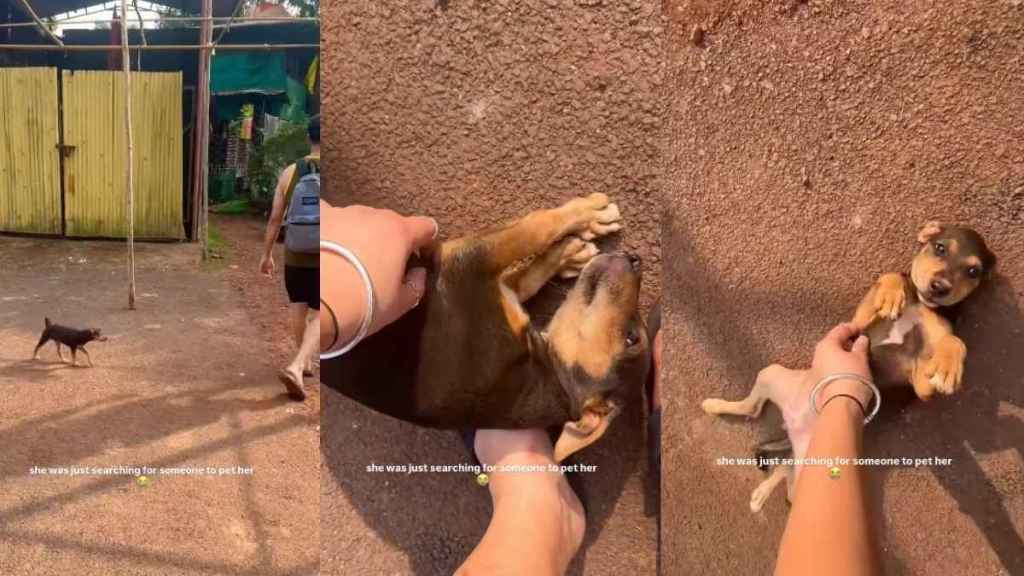 Stray Pup Just Wants Belly Rubs, & What She Does Next Proves She Loves Humans