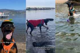 Dog Proves Sometimes All We Need to Face Our Fears Is a Little Time