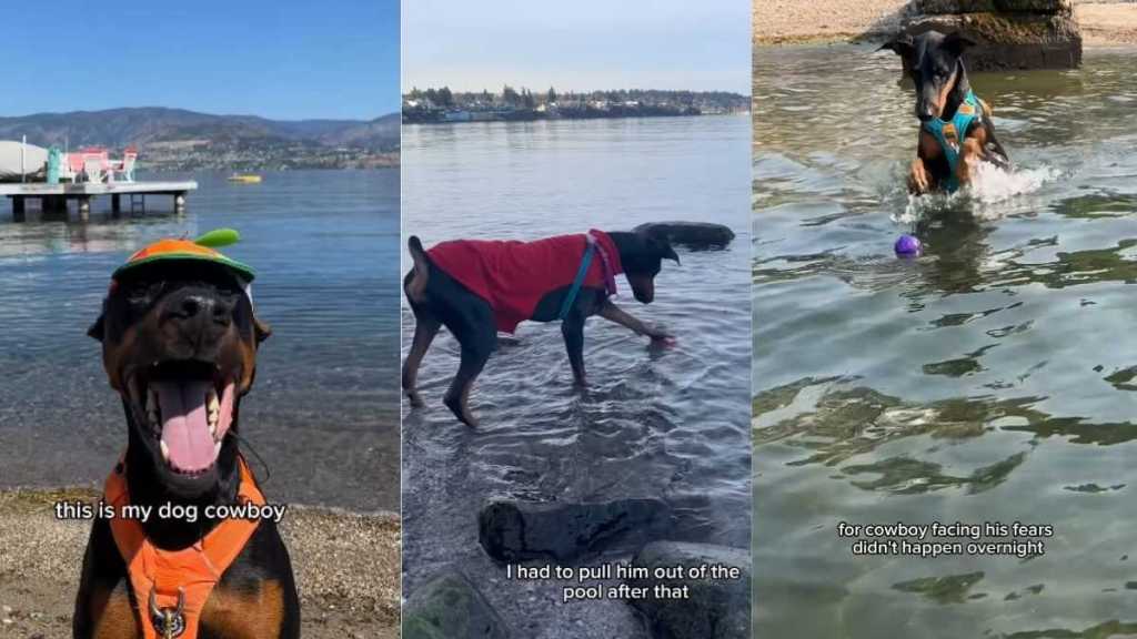 Dog Proves Sometimes All We Need to Face Our Fears Is a Little Time
