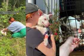 Humans Return for Stray Dog With Only Bushes as Shelter, Then the Unthinkable Happens
