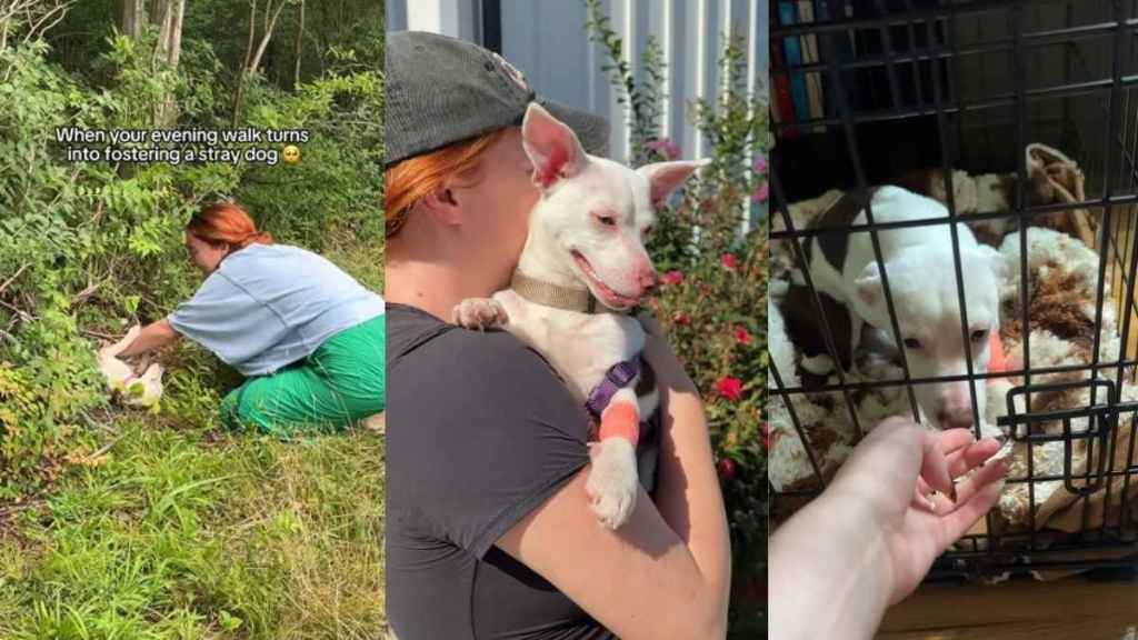 Humans Return for Stray Dog With Only Bushes as Shelter, Then the Unthinkable Happens