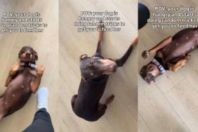 Hungry Dog Starts Performing Random Tricks Hoping Someone Gets the Hint
