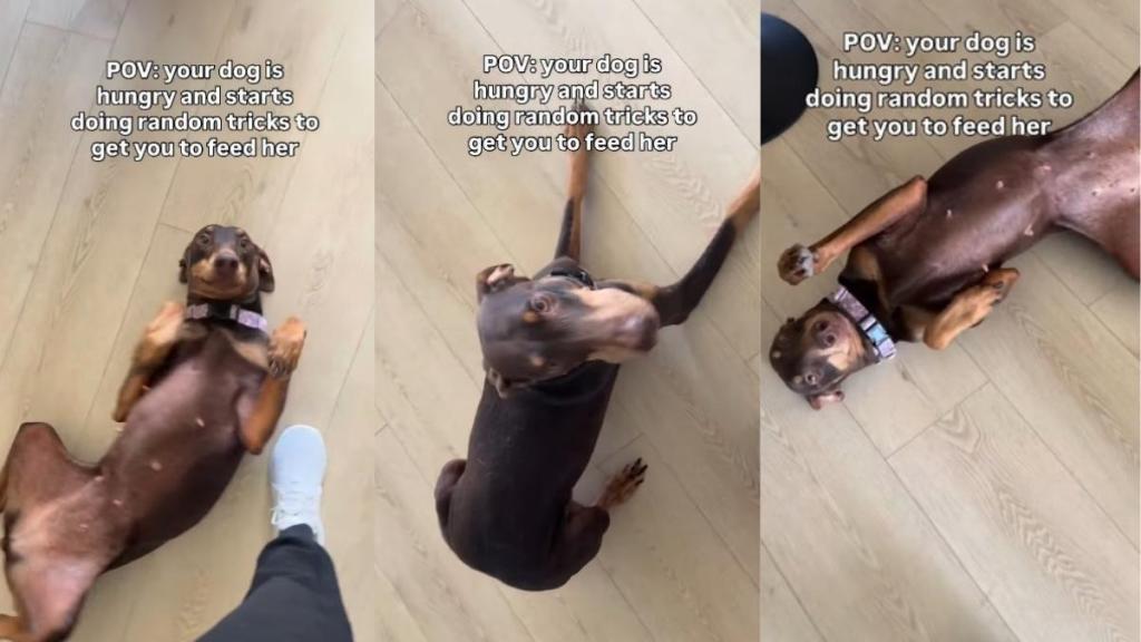 Hungry Dog Starts Performing Random Tricks Hoping Someone Gets the Hint