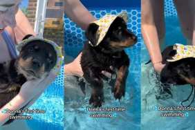 Tiny Puppy’s First Time Swimming in the Pool Goes Better Than Expected With a Little Help