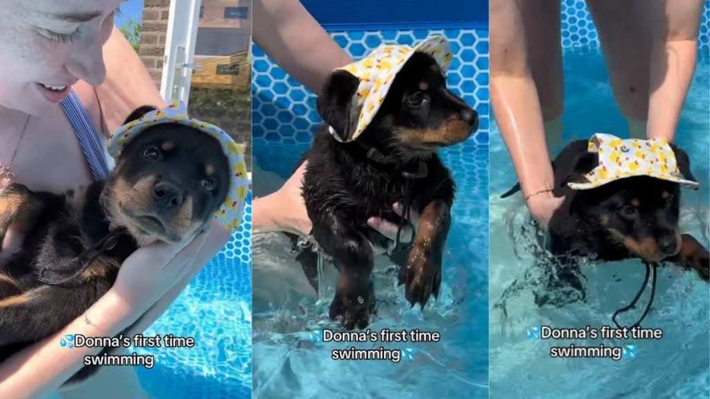 Tiny Puppy’s First Time Swimming in the Pool Goes Better Than Expected With a Little Help