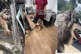 Rescue Pup Spent His Life in a Tiny Cage, Hiding a Story More Heartbreaking Than It Seems