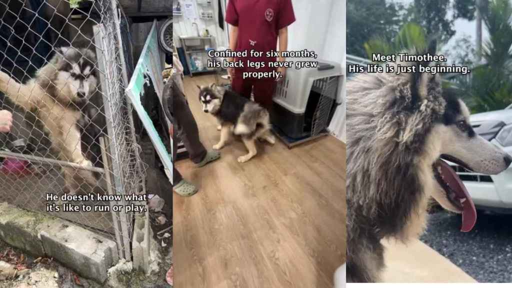 Rescue Pup Spent His Life in a Tiny Cage, Hiding a Story More Heartbreaking Than It Seems