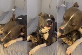 Dog Runs Into the Room & Squishes Cat With the Ultimate Snuggles Until This Happens